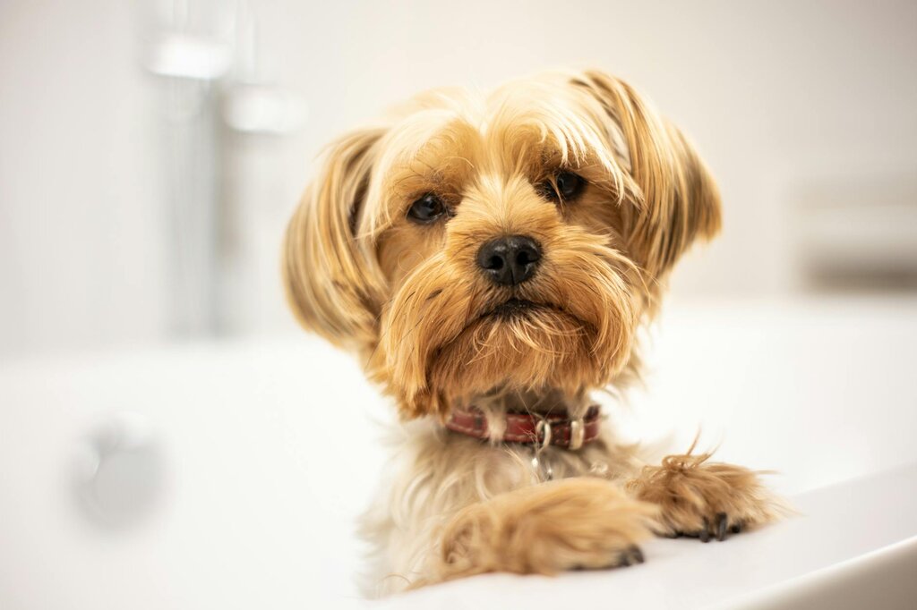 terrier dog in bath
