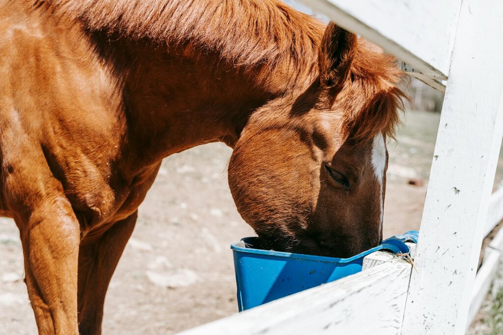 horse eating from bucket