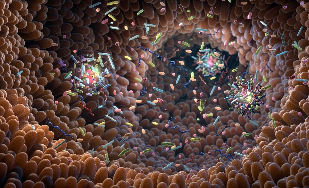 animated image of intestinal villi with microbiome