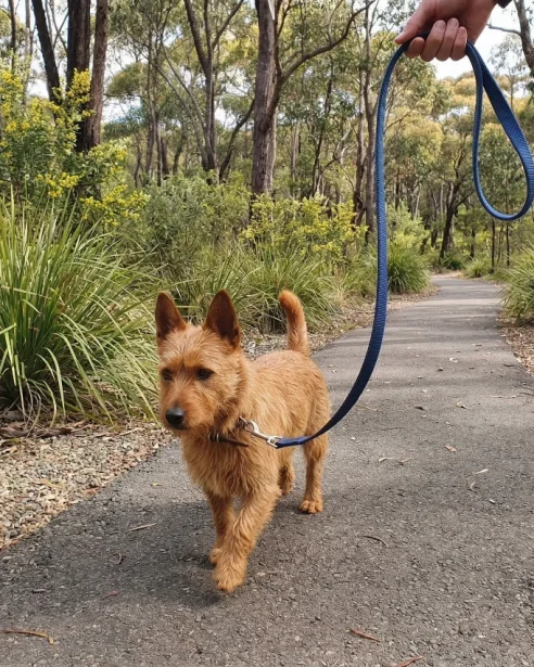 aussie terrier walking on a lead