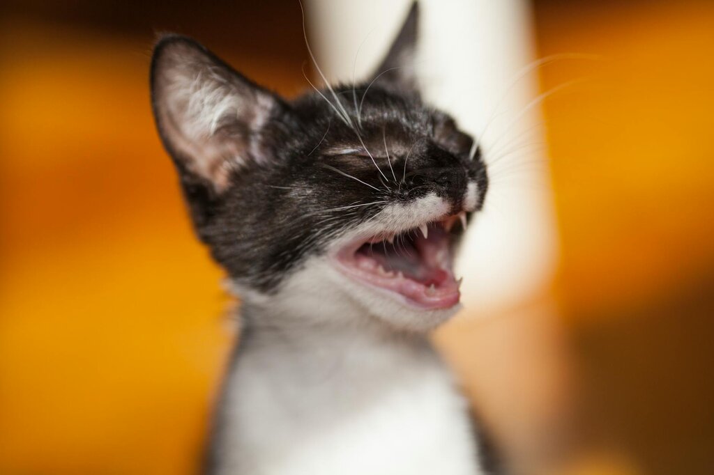close up of kitten yawning