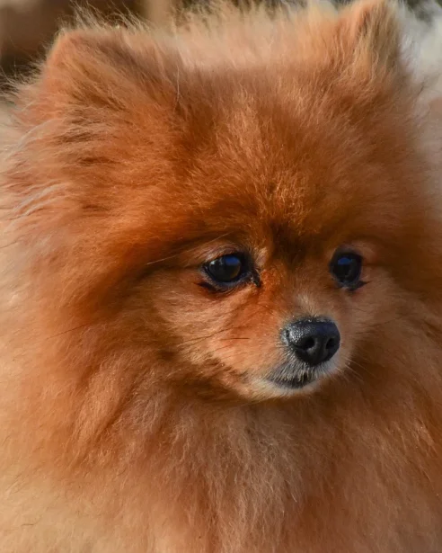 close up of pomeranian with tear staining