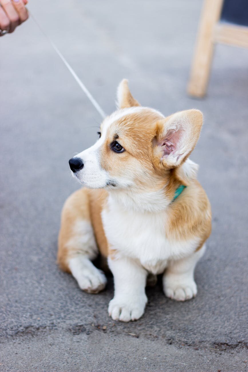 corgi puppy on lead