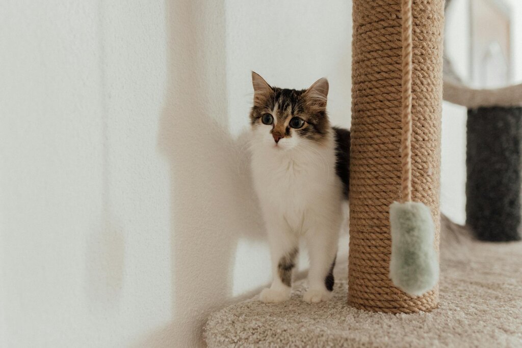 cat standing next to cat scratch post