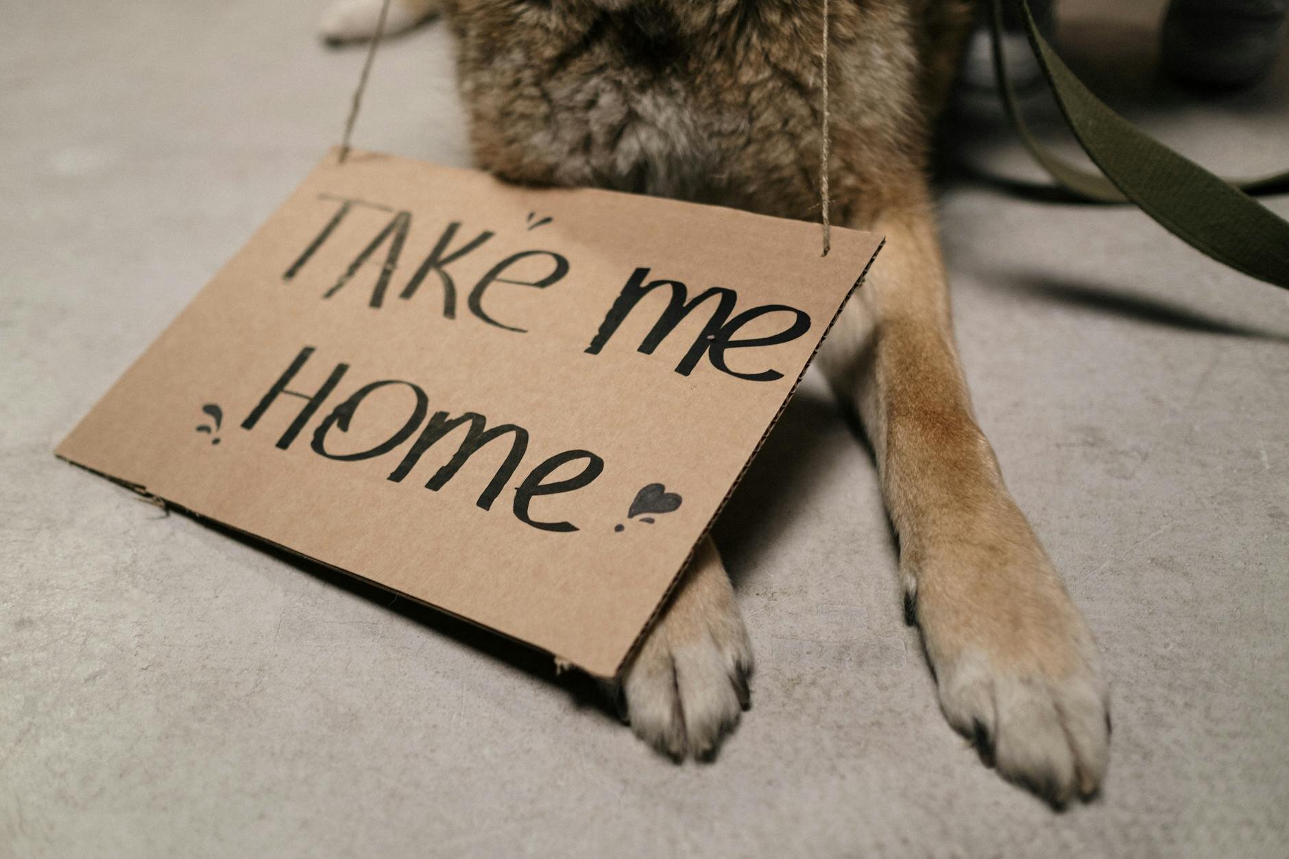 image of dogs legs and sign saying "take me home"