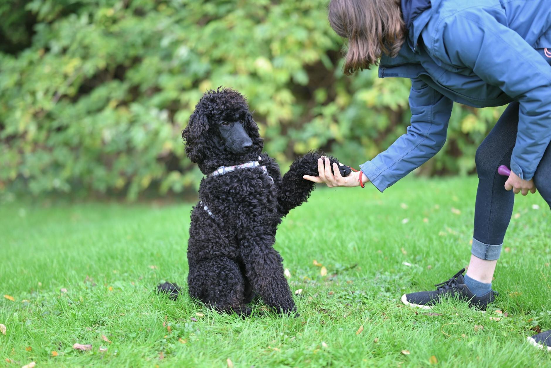 poodle learning to shake hands