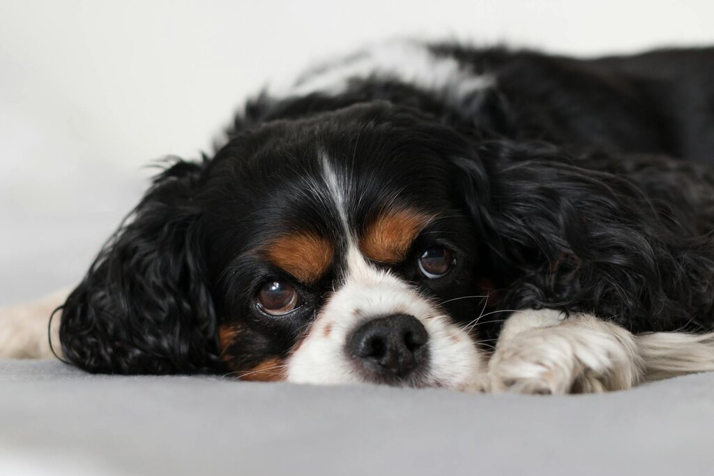cavalier resting