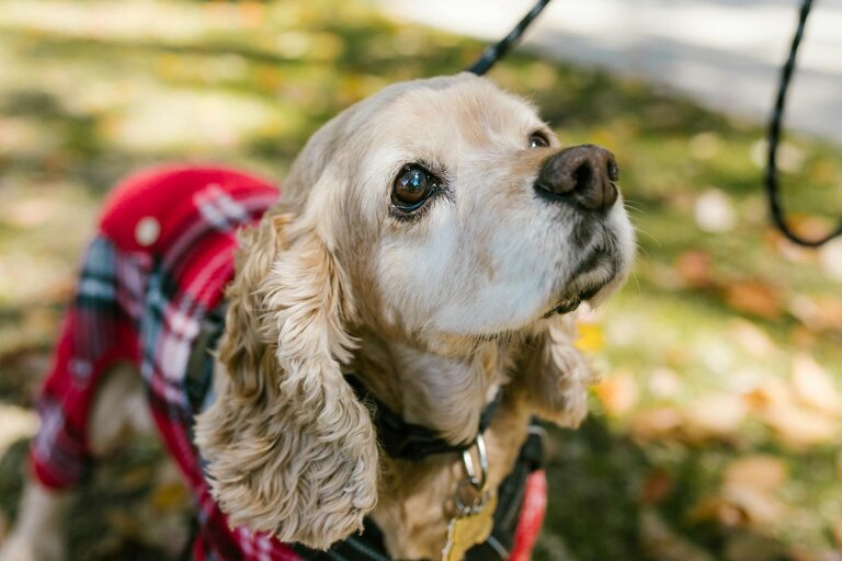 elderly cocker spaniel wearing jacket