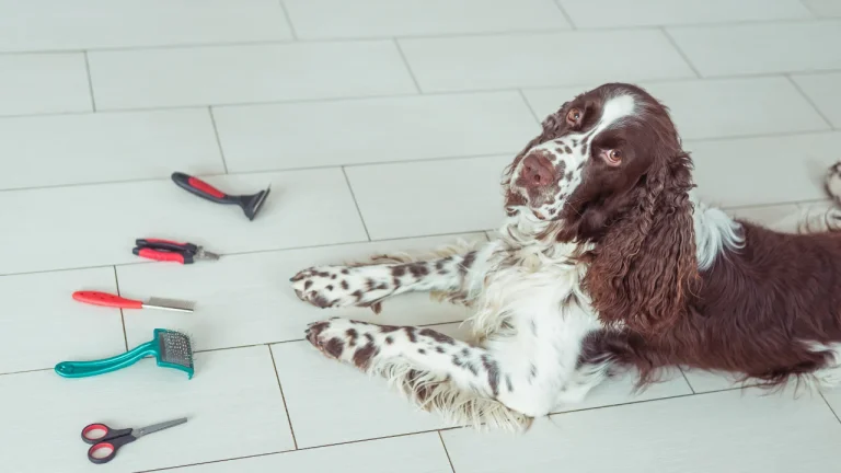 springer spaniel sitting looking at grooming tools