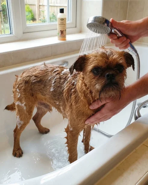 brussels griffon having a bath
