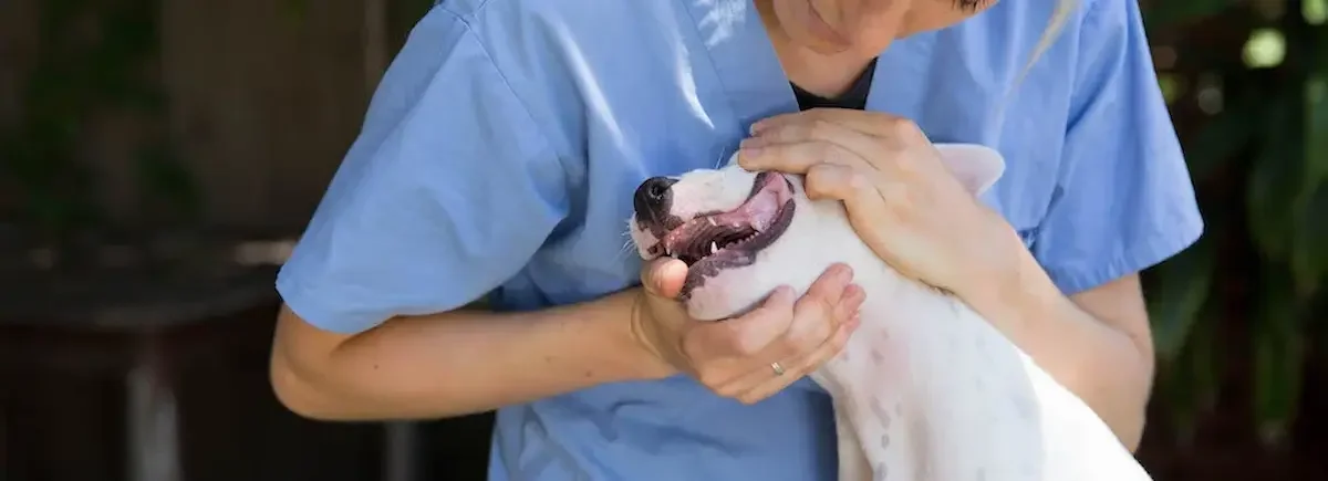 vet checking puppy's teeth