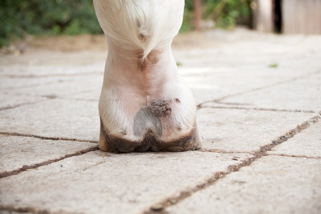 a horse's pastern with greasy heel