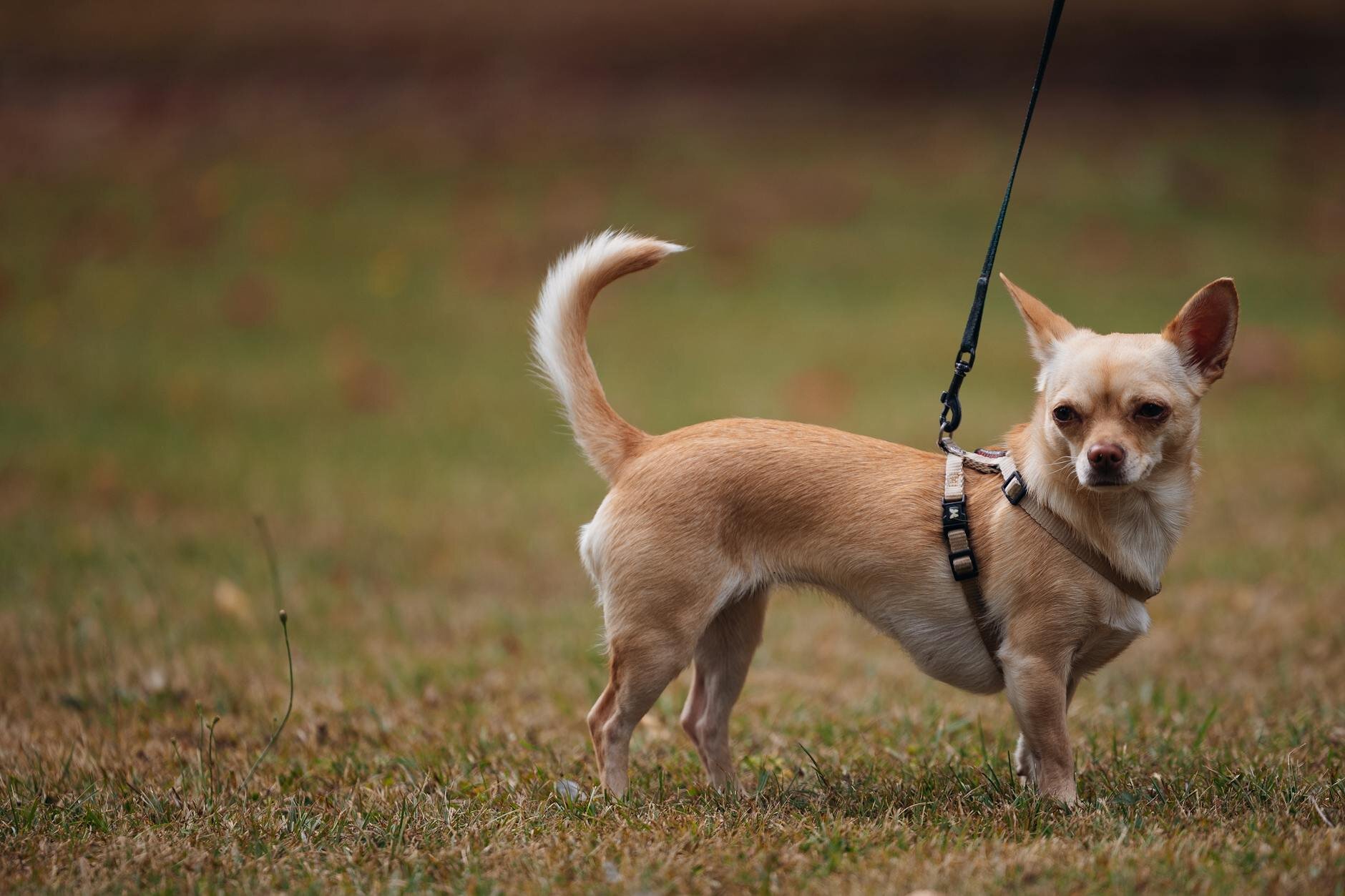chihuahua on harness and lead watching something off camera