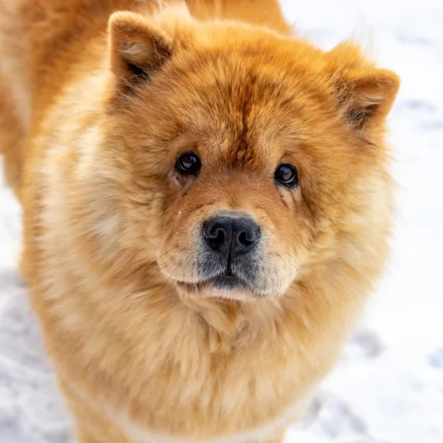 chow chow standing on snow