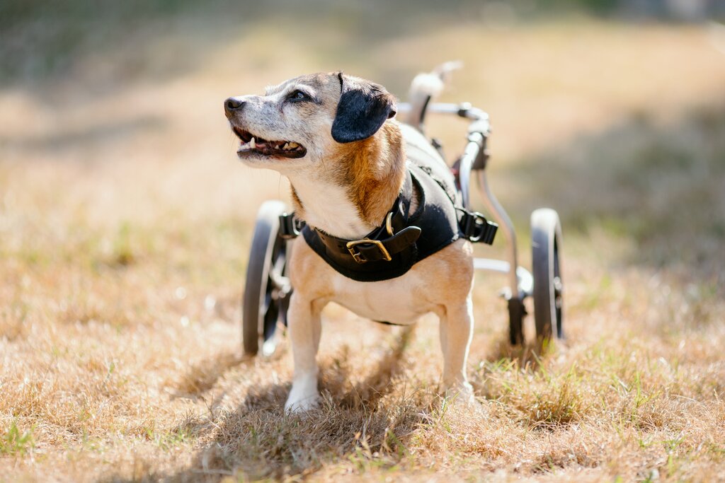 dog with mobility wheels