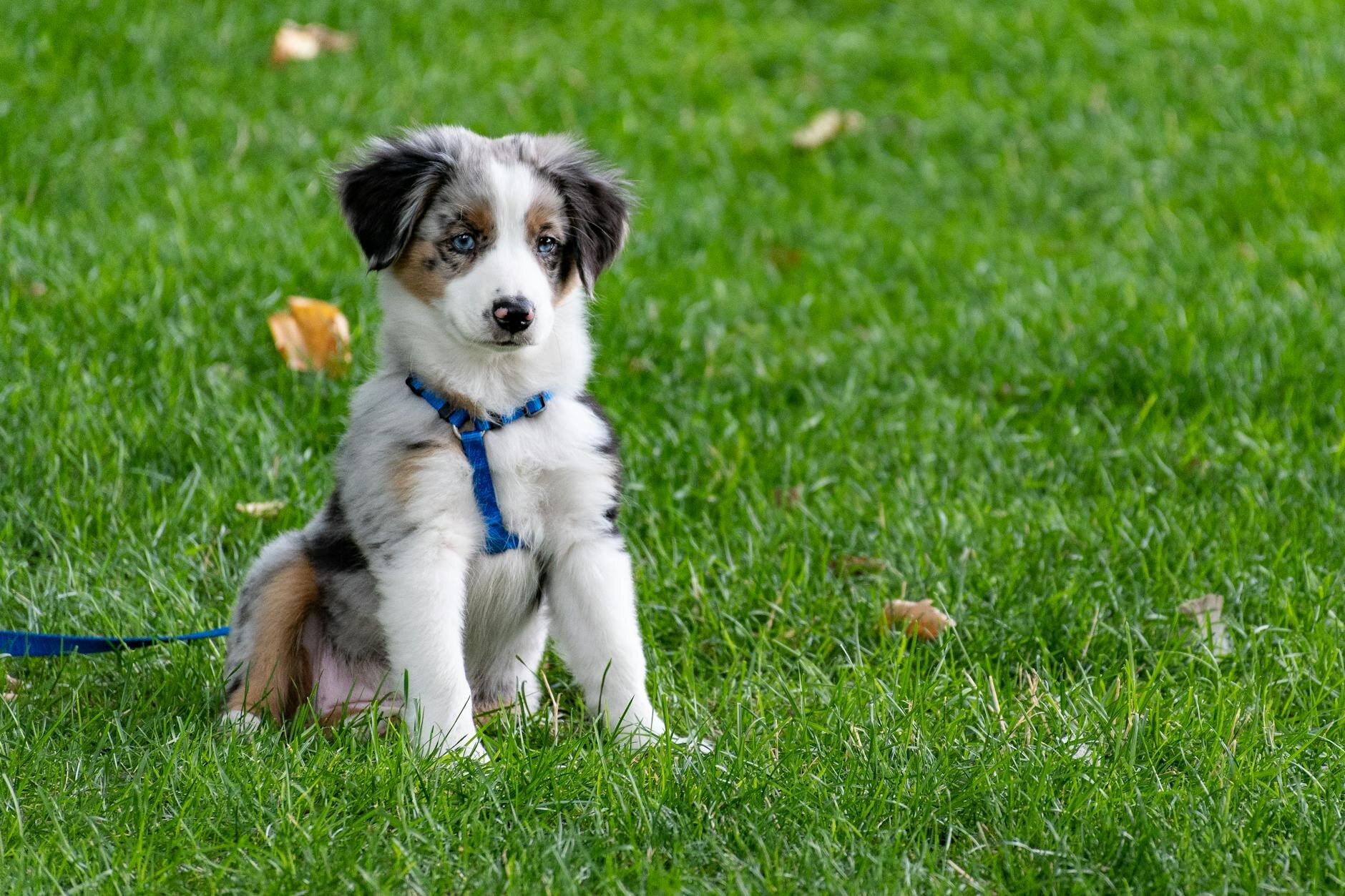 Australian shepherd puppy wearing blue harness, sitting on grass