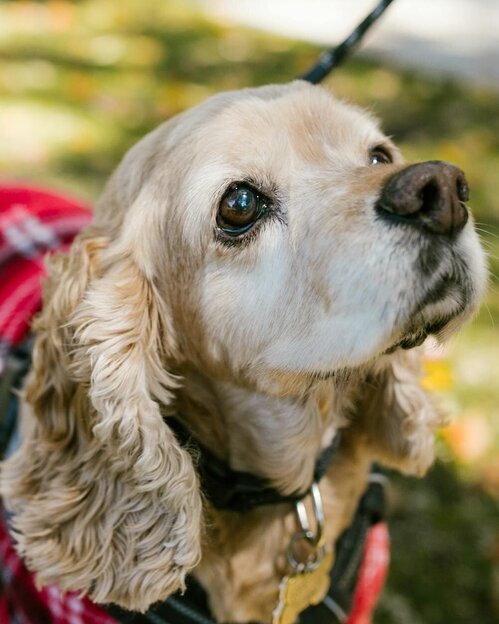 elderly cocker spaniel wearing jacket