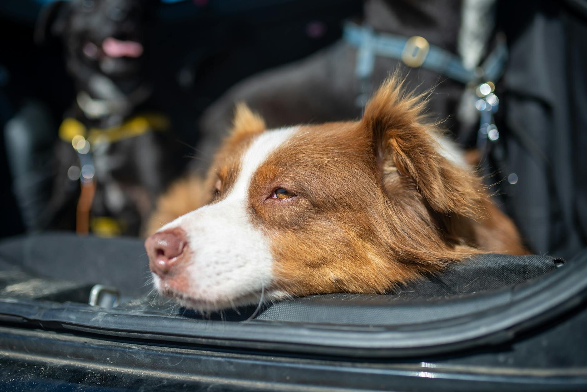 dog with head on boot ledge of car