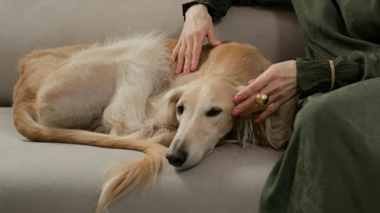 afghan hound lying on sofa with owner
