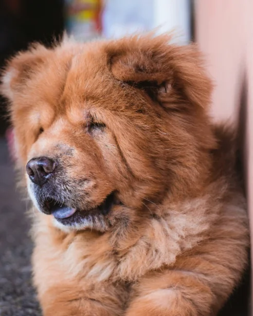 chow chow with eyes closed