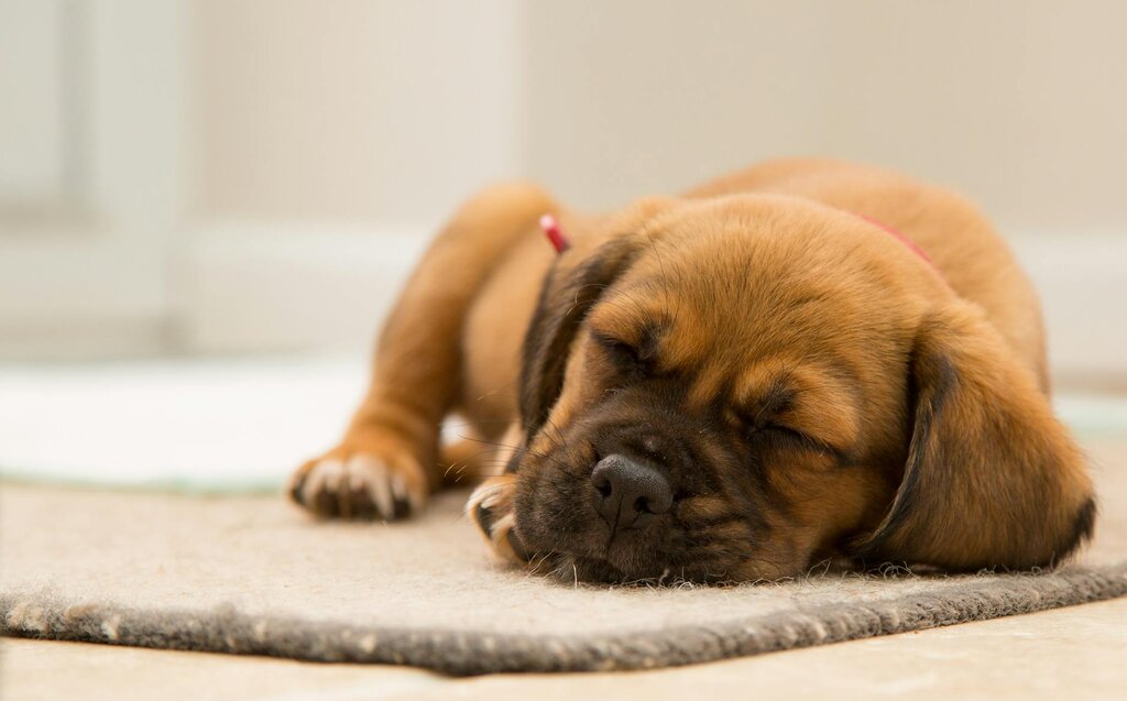puppy resting on floor