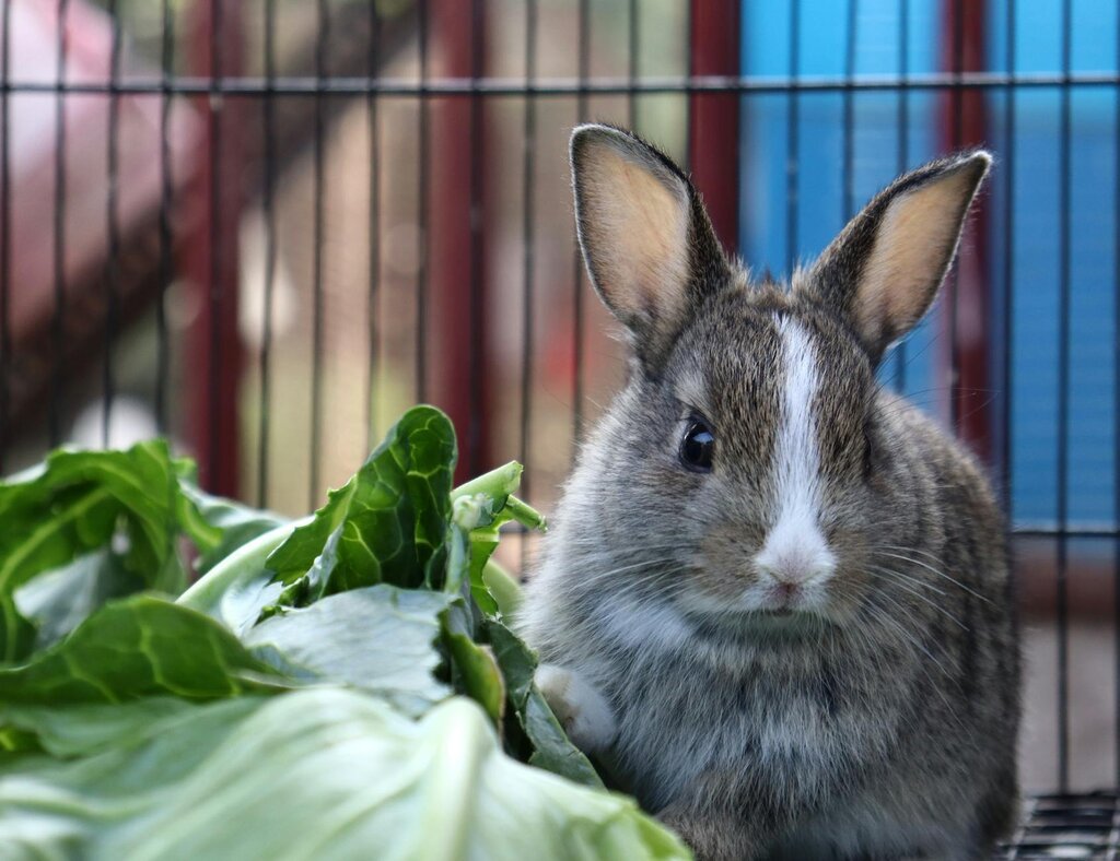 rabbit in cage with leafy green vegetables
