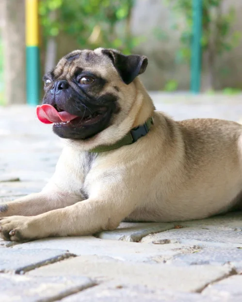 pug lying on pavers outdoors, panting