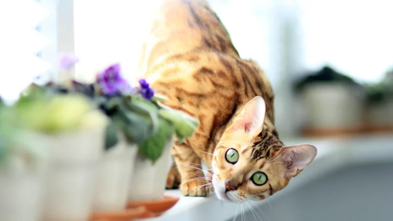 bengal cat on window sill