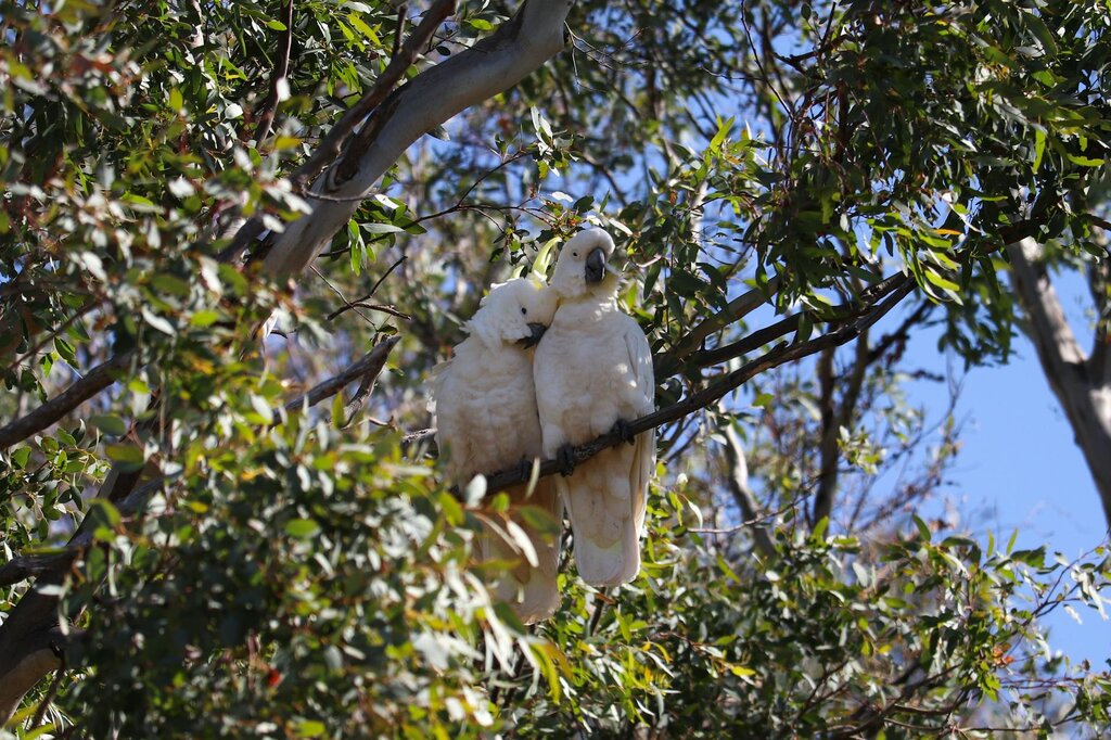 2 cockatoos sitting on eucalypt tree branch