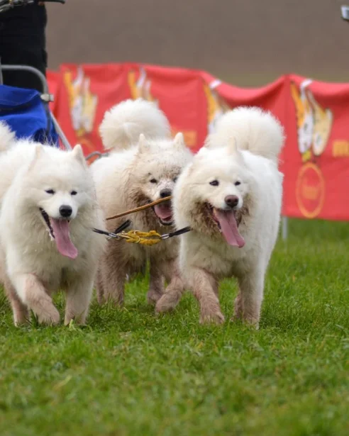 samoyeds pulling sled