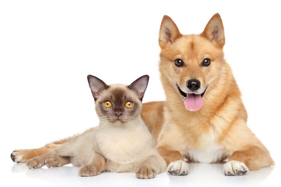 dog and cat on white background