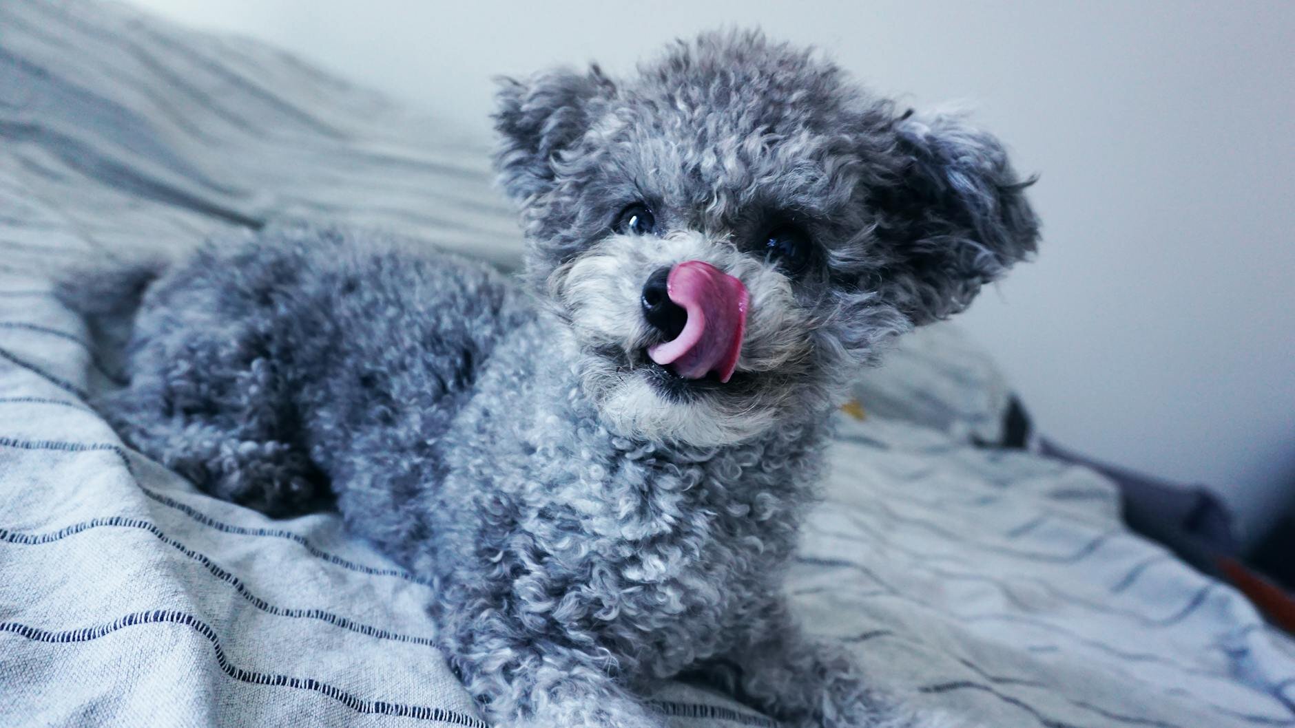 grey poodle on bed with pink tongue licking nose
