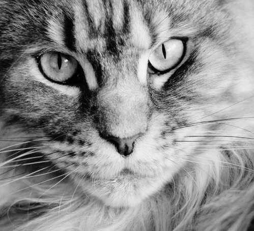 close up of maine coon cat