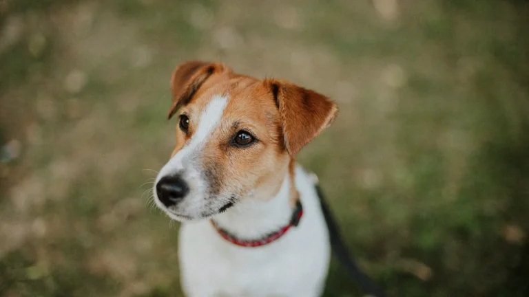 close up of jack russell terrier looking up