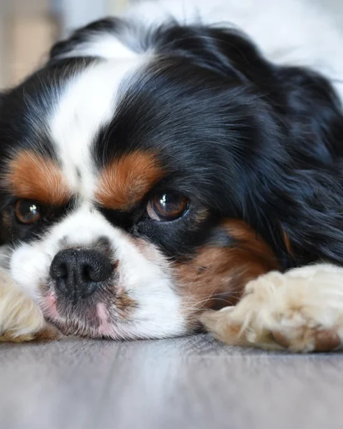 cavalier lying flat on floor