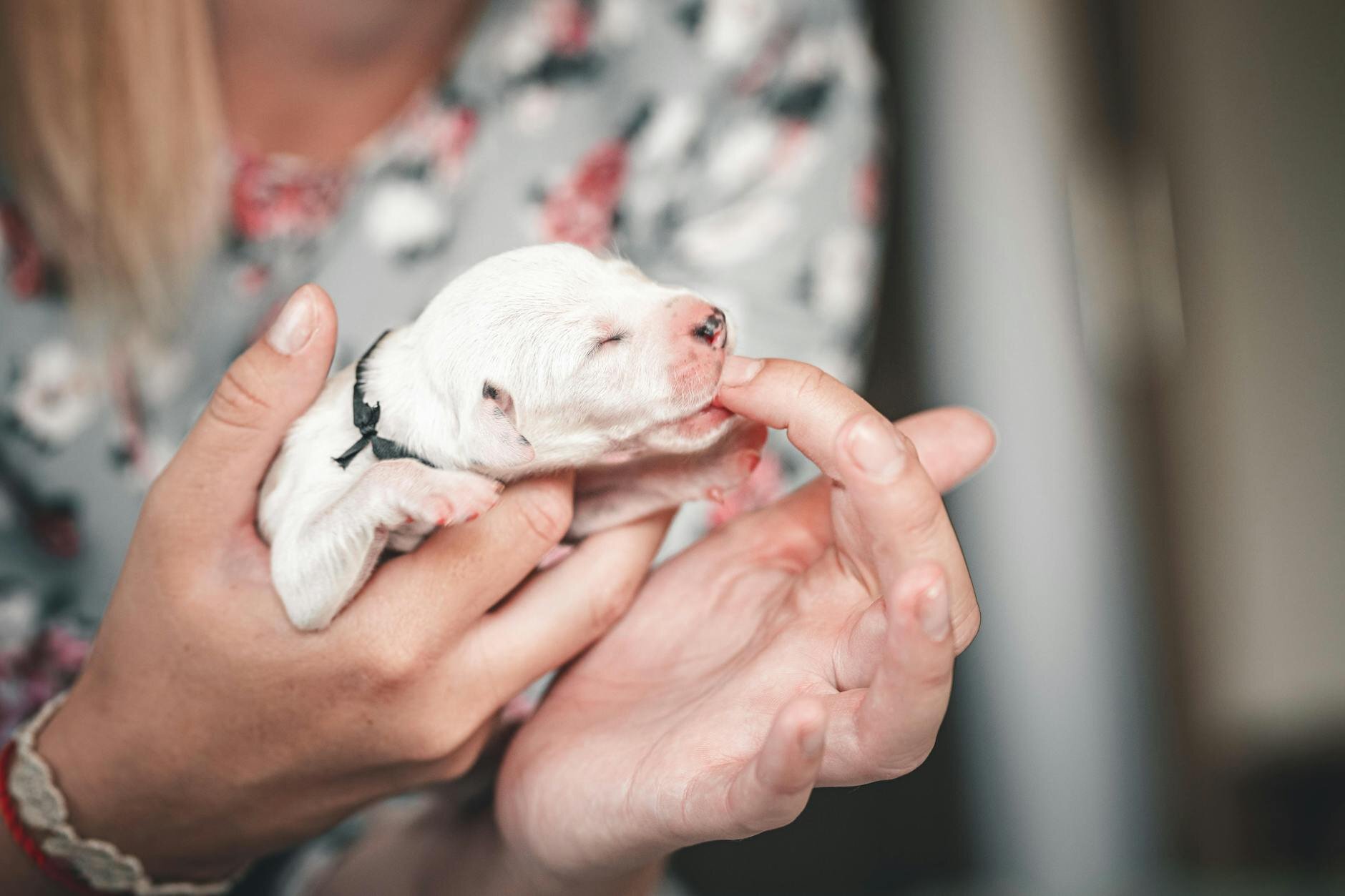 newborn puppy sucking on human finger