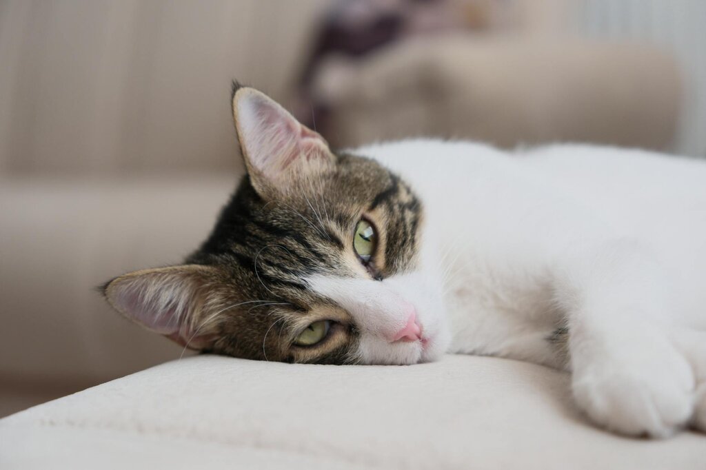 cat resting on bed