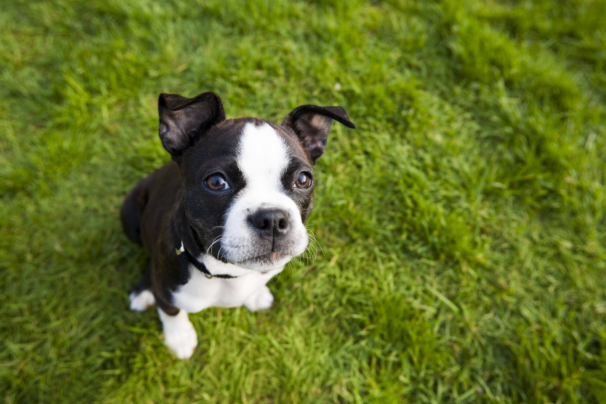 dog sitting on grass looking at camera
