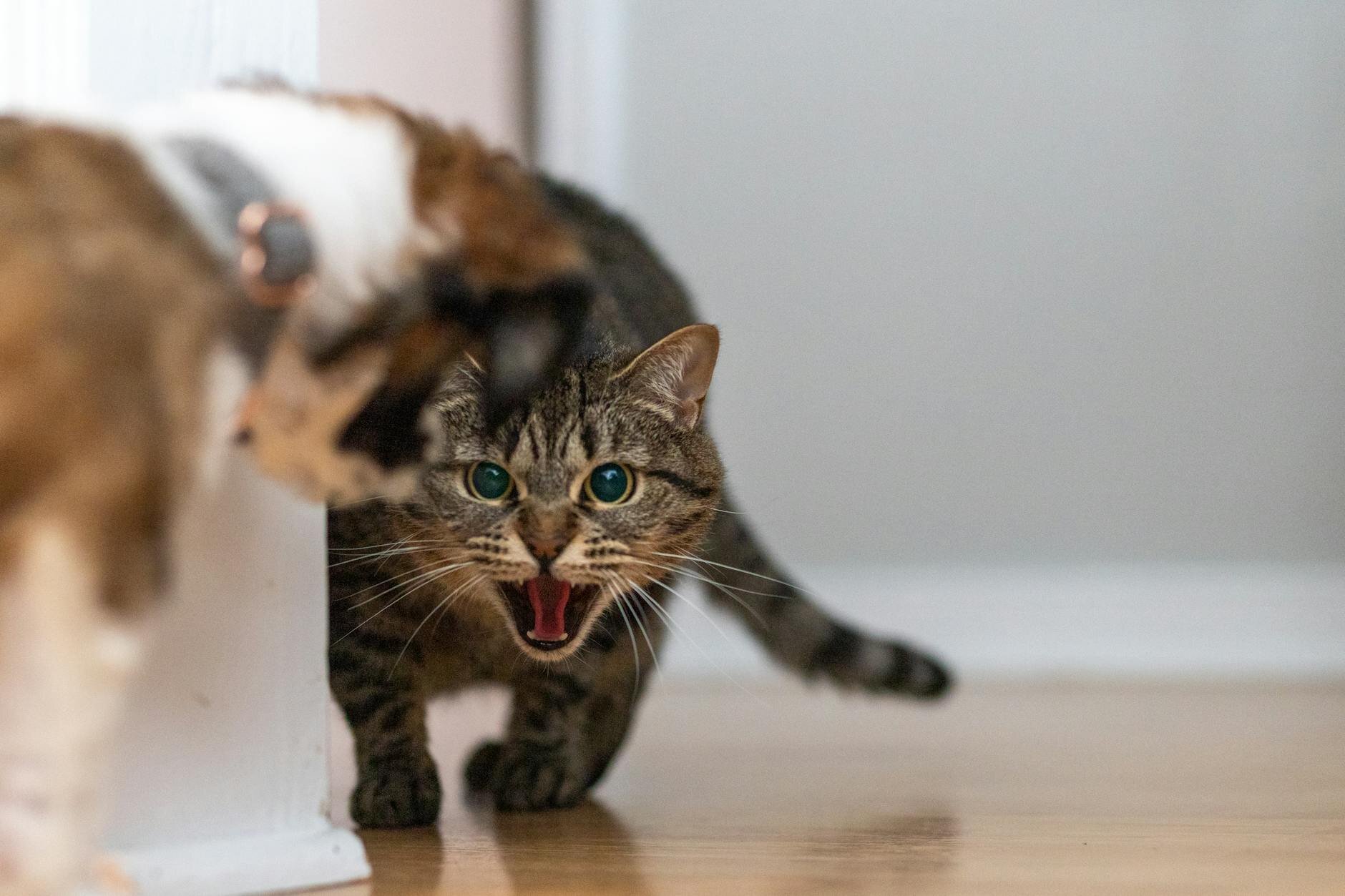 aggressive cat approaching dog
