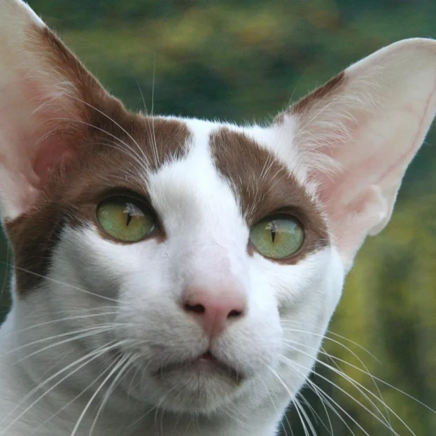 close up of oriental shorthair