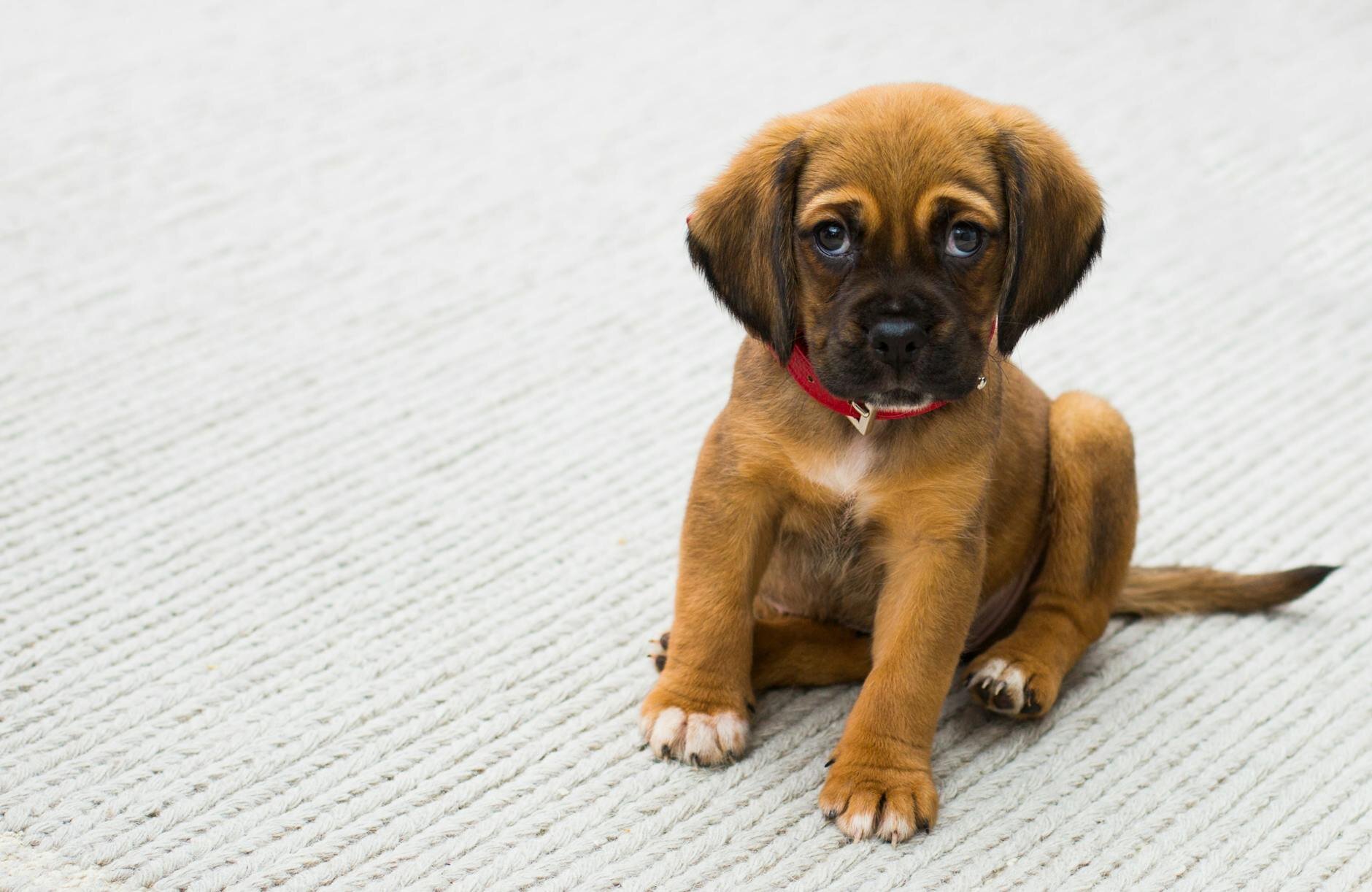 puppy sitting on carpet