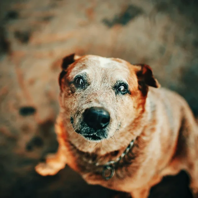 elderly red heeler looking up at camera