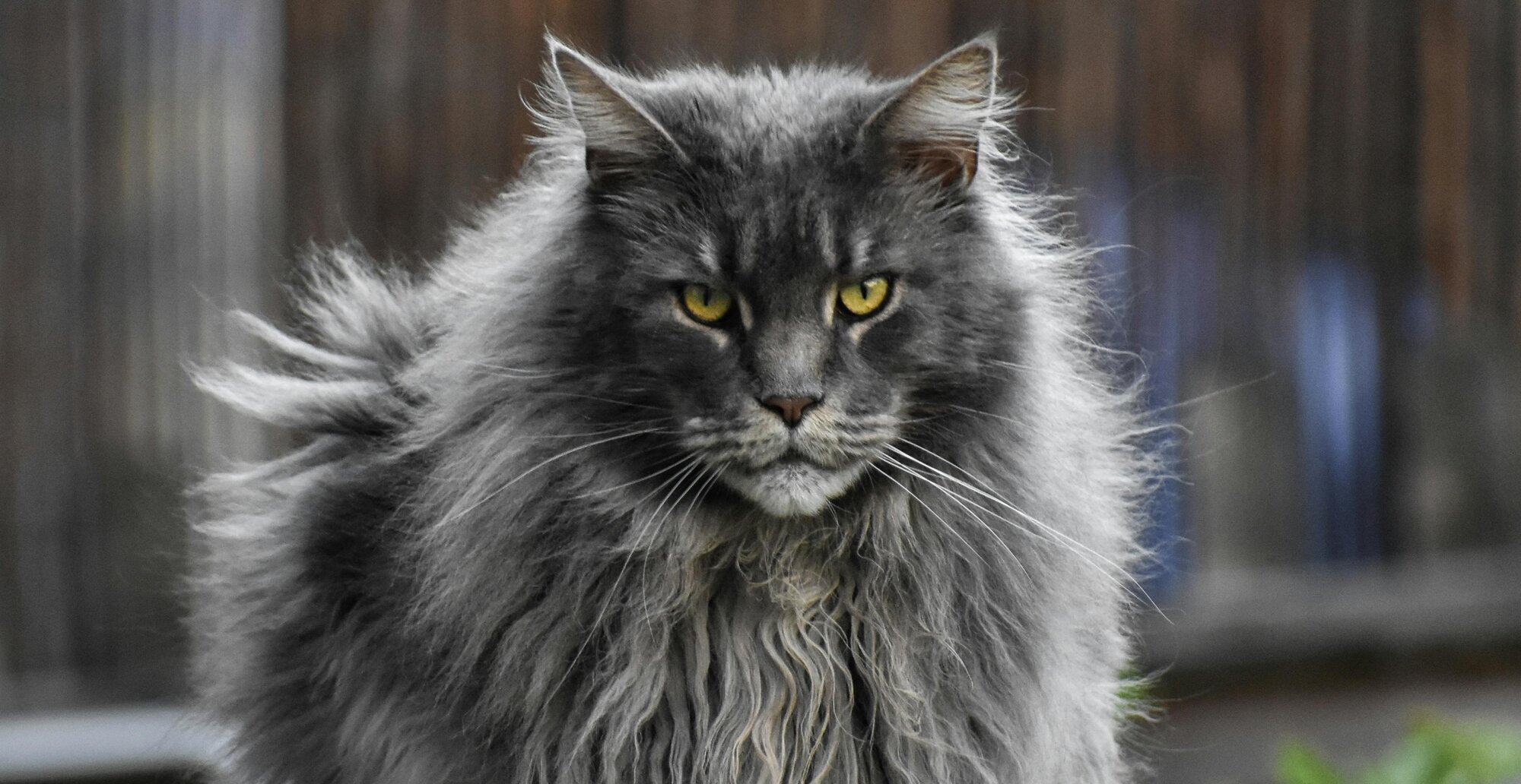 maine coon sitting on fence