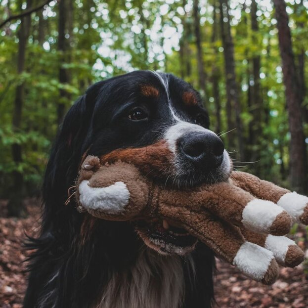 Bernese Mountain Dog holding soft toy in mouth