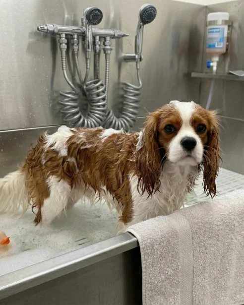 cavalier having a bath