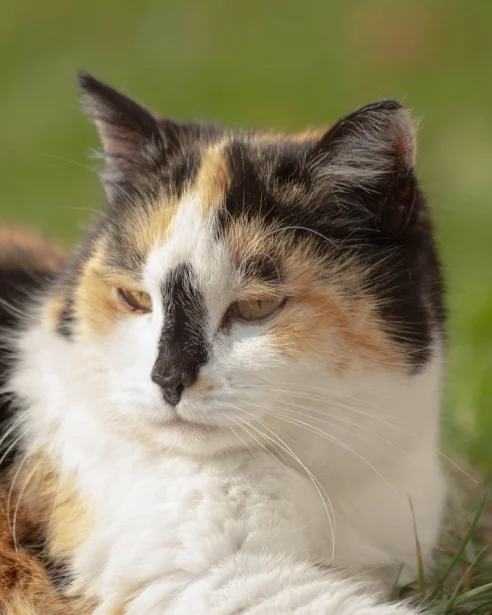 tortoiseshell cat lying down outdoors