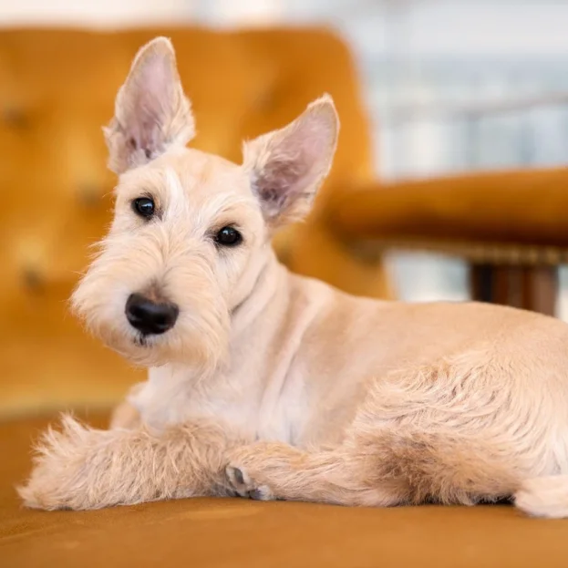 wheaten scottish terrier lying on sofa
