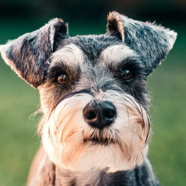 close up of schnauzer face