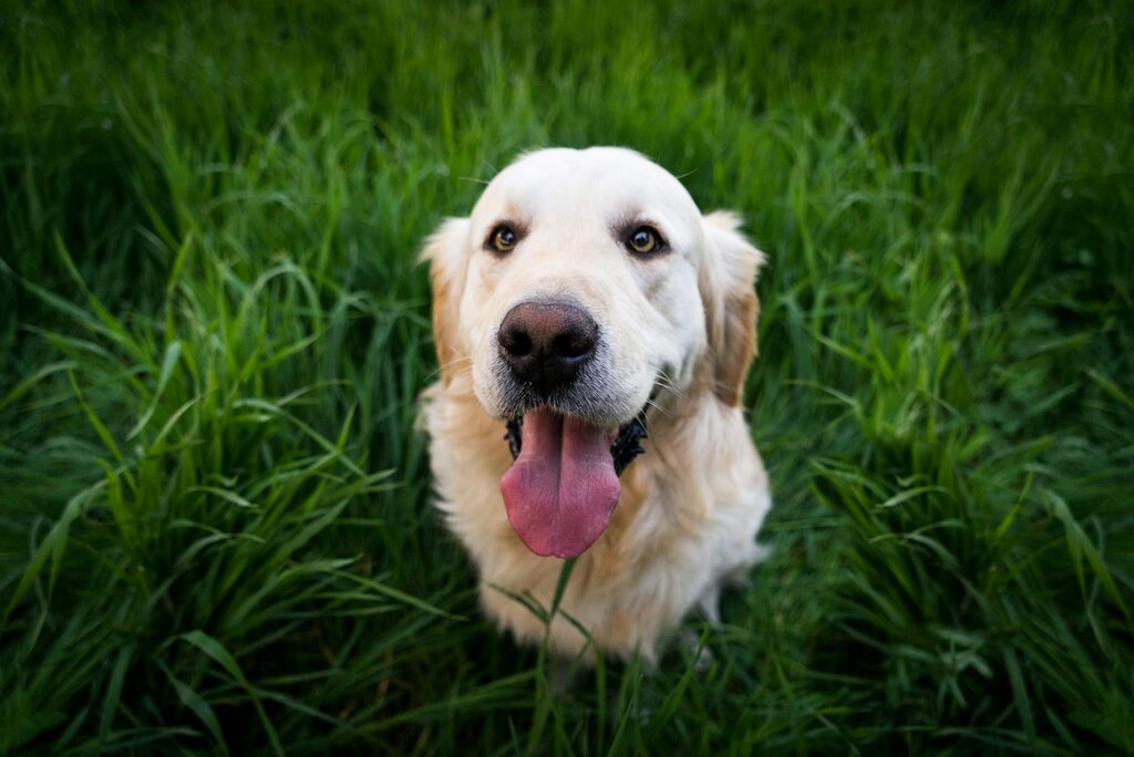 adult golden retriever sitting on grass looking up at camera