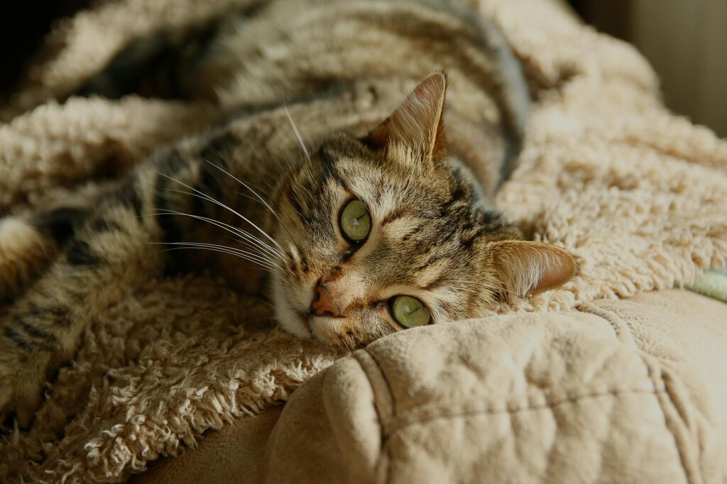 adult cat resting on blanket